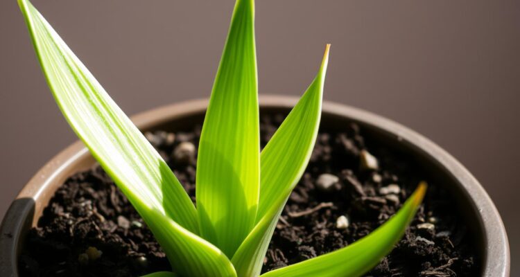 Jaka ziemia do sansewierii